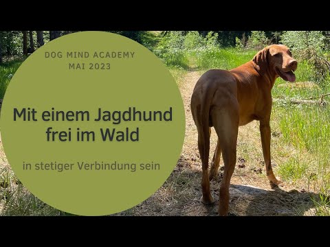 Mit einem Jagdhund im Wald verbunden sein - Kontakt statt Kontrolle