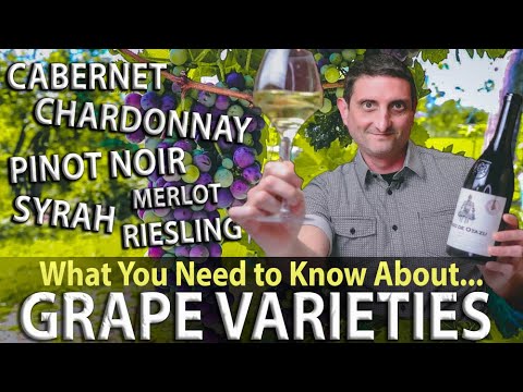 WINE 101: What are Grape Varieties?