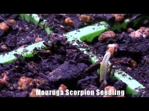 Trinidad Morouga Scorpion- Seedling Time-lapse