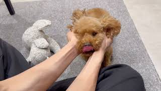 トイプードルの動画03