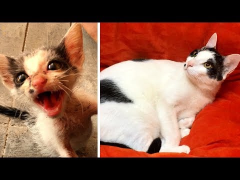 Rescuing a terrified abandoned Kitten - The transformation will amaze you!