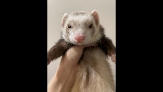 【7dtd】サブ限⭐参加型【ツイッチと同時配信】