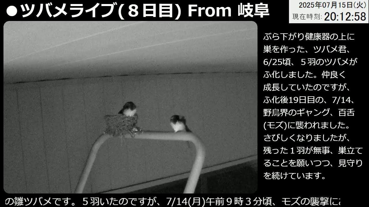 ツバメライブ(８日目)WithかかしBoy