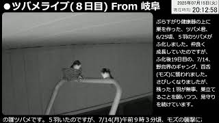 ツバメライブ(８日目)WithかかしBoy