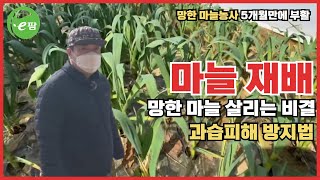 작년 9월 마늘 파종 과습 피해 받은 농장 2월 28일 작황은?