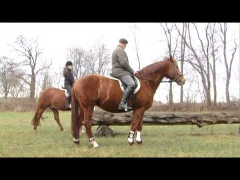 Auf dem Rücken der Pferde