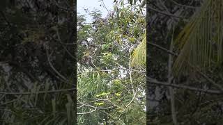 Download lagu Denak merbuk Tandang Angsa Tandang Tembak mp3 Download lagu Denak merbuk Tandang Angsa Tandang Tembak mp3