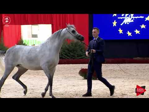 N.57 SHEIKHA AL JUMAN - Lier 2018 - 2 Years Old Fillies (Class 3A)