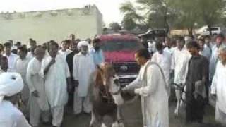 Haji Nawaz Khokhar Welcomed By ChMukhtar Ahmed Nia
