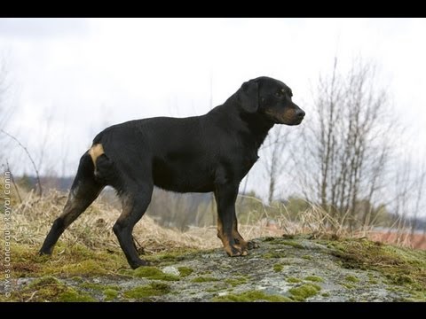 Smalandsstovare - Características e caráter - Raças de cães