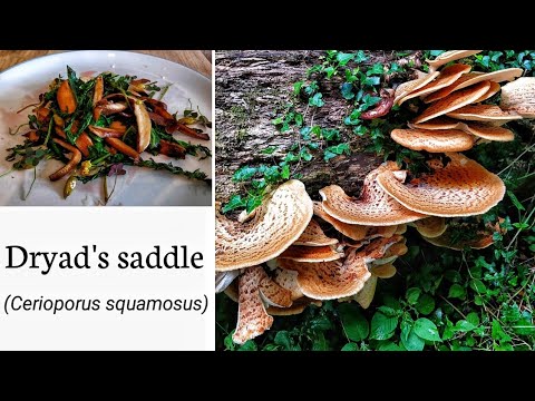 Identifying and cooking Dryad's saddle/ Pheasant's back mushroom (Cerioporus squamosus)
