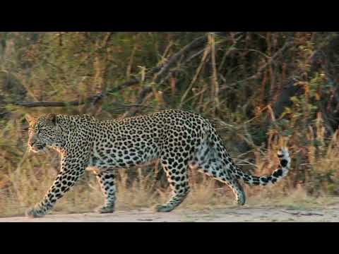 The most beautiful animal patterns and textures