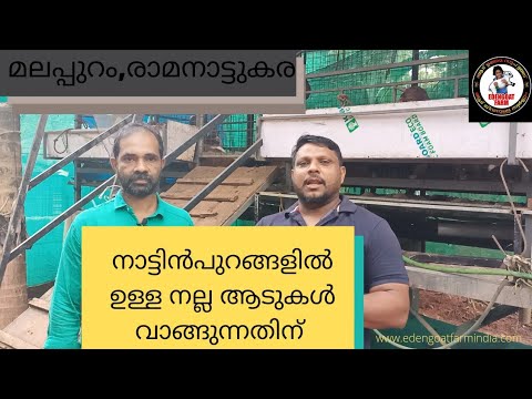 മലപ്പുറം, രാമനാട്ടുകര നാട്ടിൻപുറങ്ങളിൽ ഉള്ള നല്ല ഇനം ആടുകൾ വാങ്ങുന്നതിന്