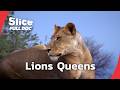 Ruaha Lionesses: Fighting to Survive Tanzania’s Dry Season | FULL DOCUMENTARY DEFAULT Thumbnail