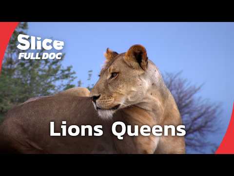 Ruaha Lionesses: Fighting to Survive Tanzania’s Dry Season | FULL DOCUMENTARY