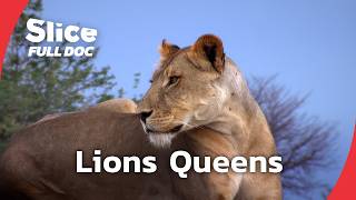 Ruaha Lionesses: Fighting to Survive Tanzania’s Dry Season | FULL DOCUMENTARY