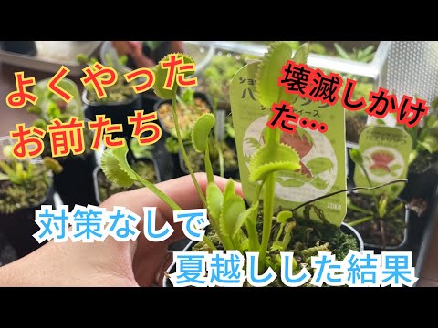 園芸 ディオネア、ハエトリグサ