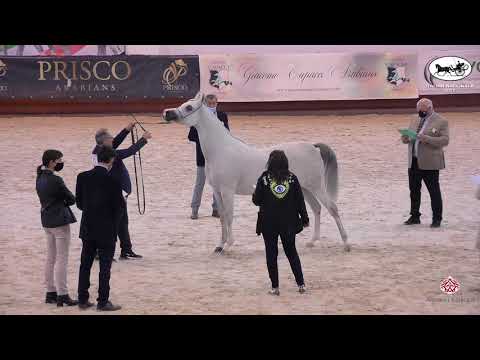 N 71 RADEGONDA BY TRESCA   Italian Nationals 2021   Mares 7 9 years old Class 8