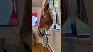 Window Horse Lives with Family (@angel_appleton)