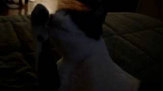 craigslist and pets 023.mpg