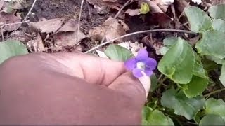 Foraging with The Urban-Abo - Spring Edibles 1 - Featuring Sweet Violets (Viola odorata)