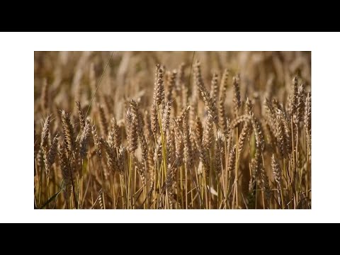 Relaxe e Sinta as Ondas De Relaxamento   Fique Tranquilo