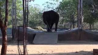 preview picture of video 'Tirupathi Zoo Videos - Elephants'