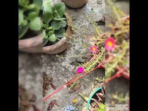 my flower 🌺🌻🌹🌷garden🏡