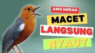 Download lagu LANGSUNG NYAUT 10000 % ‼️ ANIS MERAH MACET BUNYI JIKA DENGAR SUARA INI PASTI NYAUT LANJUT GACOR | 69 mp3 Download lagu LANGSUNG NYAUT 10000 % ‼️ ANIS MERAH MACET BUNYI JIKA DENGAR SUARA INI PASTI NYAUT LANJUT GACOR | 69 mp3
