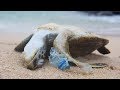 POWERFUL VIDEO Why We Need To Stop Plastic Pollution In Our Oceans FOR GOOD Oceana