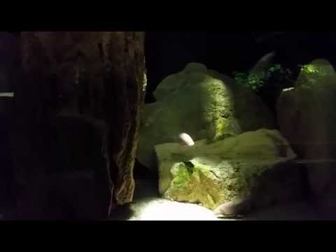 Ślepiec Jaskiniowy - Astyanax - Ryby egzotyczne w łódzkim ZOO [4K]
