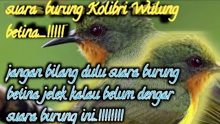 Download lagu suara pikat Kolibri Wulung betina memanggil jantan@jahid channel mp3 Download lagu suara pikat Kolibri Wulung betina memanggil jantan@jahid channel mp3