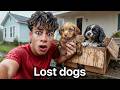 I Found Puppies At Our Door