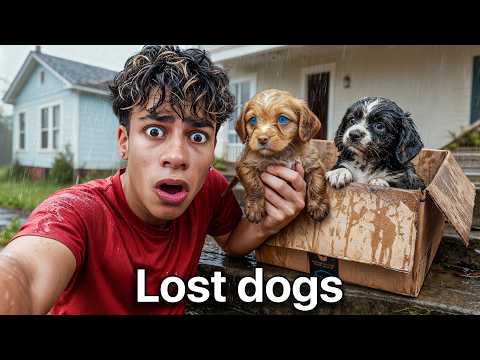 I Found Puppies at our Door..