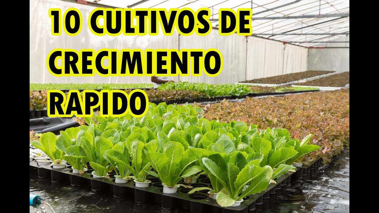 Putar video 10 CULTIVOS DE RÁPIDO CRECIMIENTO Y COSECHA - HORTALIZAS sekarang 10 CULTIVOS DE RÁPIDO CRECIMIENTO Y COSECHA - HORTALIZAS