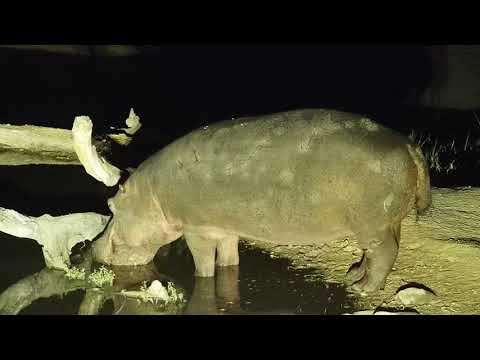 Djuma: Hippo with injured leg arriving - 03:18 - 07/13/19