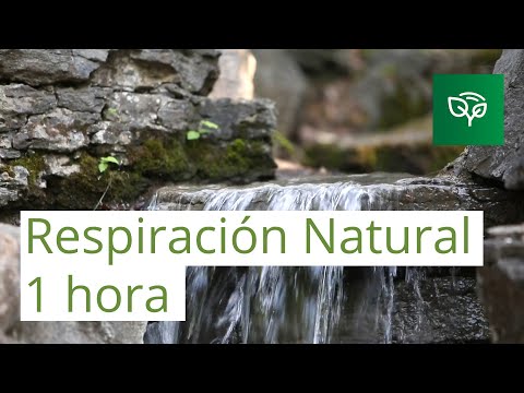 Music to BREATHE ◉ Nature Sounds ◉ Meditate and control Breathing ◉ 1 hour HD