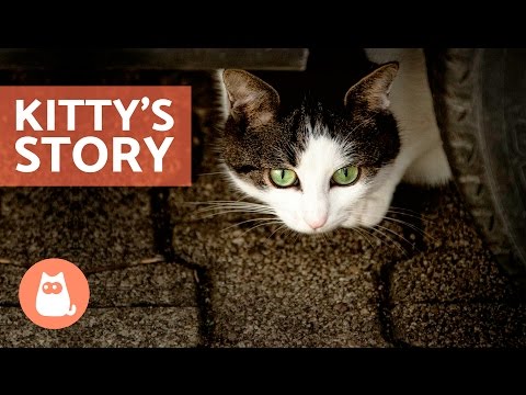 Kitty's Story - Kitten finds a home!