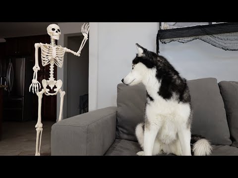 Husky Pranked By Skeleton!