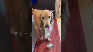 宿題見守り犬#ゴールデンレトリバー #ゴールデンレトリバーのいる暮らし #犬と子どものいる暮らし #癒しわんこ