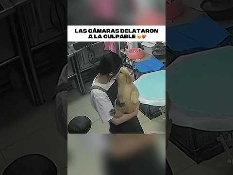 Siempre tardaban en devolverle a su perrita de la peluquería… hasta que descubrieron el motivo