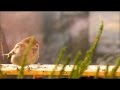 fismoll - let's play birds (fan video) 