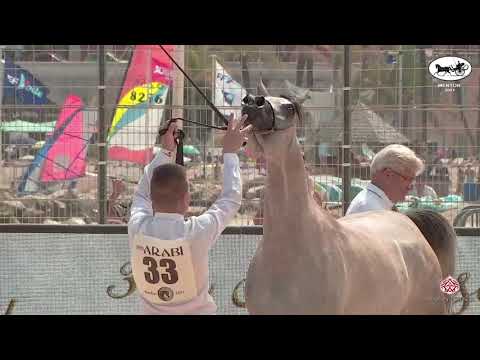 N 33 EL MEDIDA   Mediterranean and Arab Countries AHC   Menton 2021   Fillies 2 Years Old Class 2A