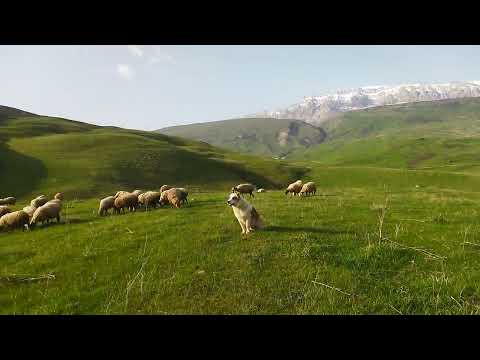 Dağlar qoynunda qoynunda