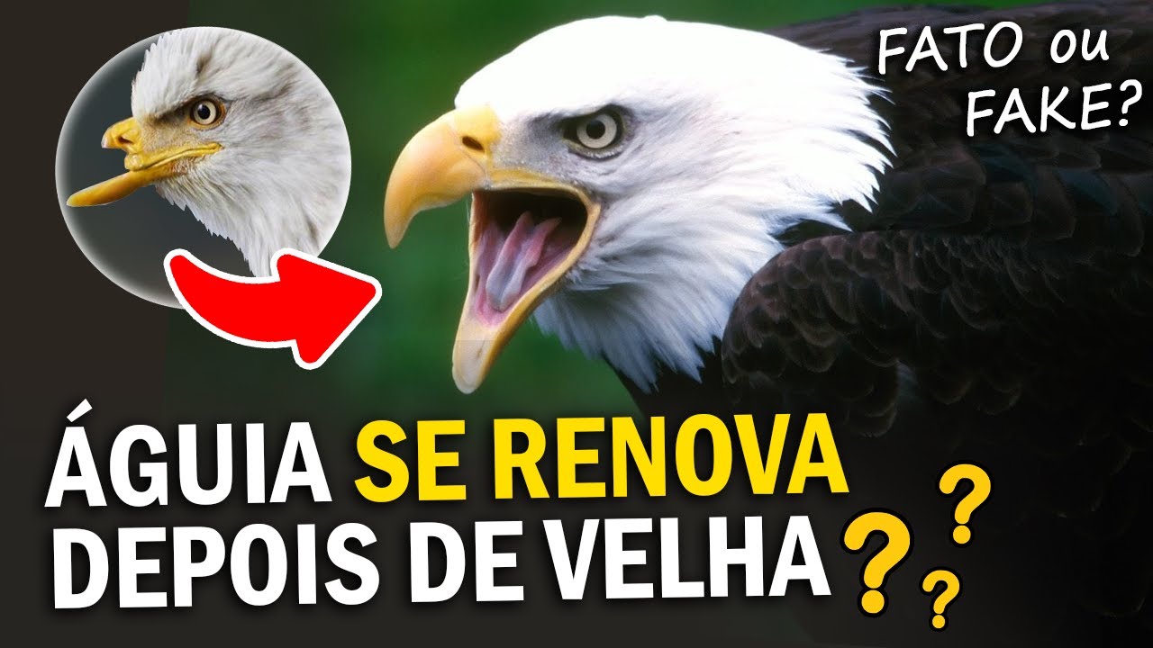 É verdade que a ÁGUIA SE RENOVA depois de velha?? ORNITÓLOGO RESPONDE #14