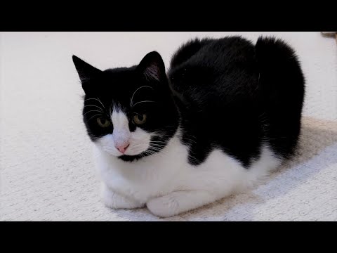 Cat Transforms Into Loaf