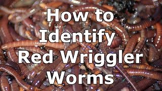 How to Identify Wild Red Wiggler Worms - Eisenia F
