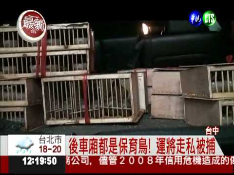 後車廂都是保育鳥! 運將走私被捕