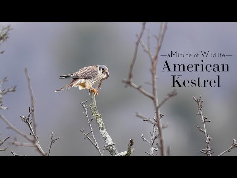 A Minute of Wildlife - American Kestrel with a Snake