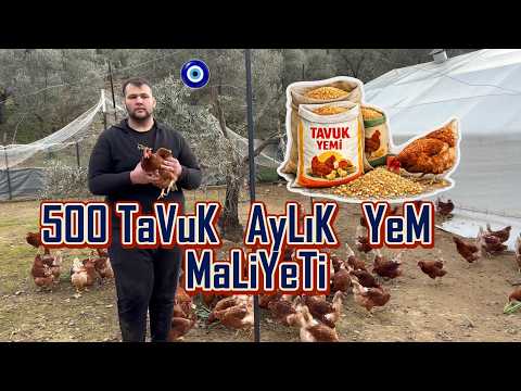 500 Tavuk Günde Ne Kadar Yem Yer? | Günlük ve Aylık Yem Maliyeti (Gerçek Rakamlar)